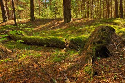 Wald mit Totholz