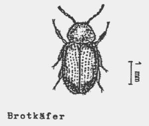 Bild Brotkäfer(Stegobium paniceum)