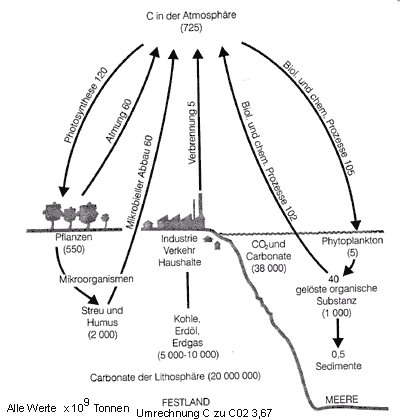 Kohlenstoffkreislauf